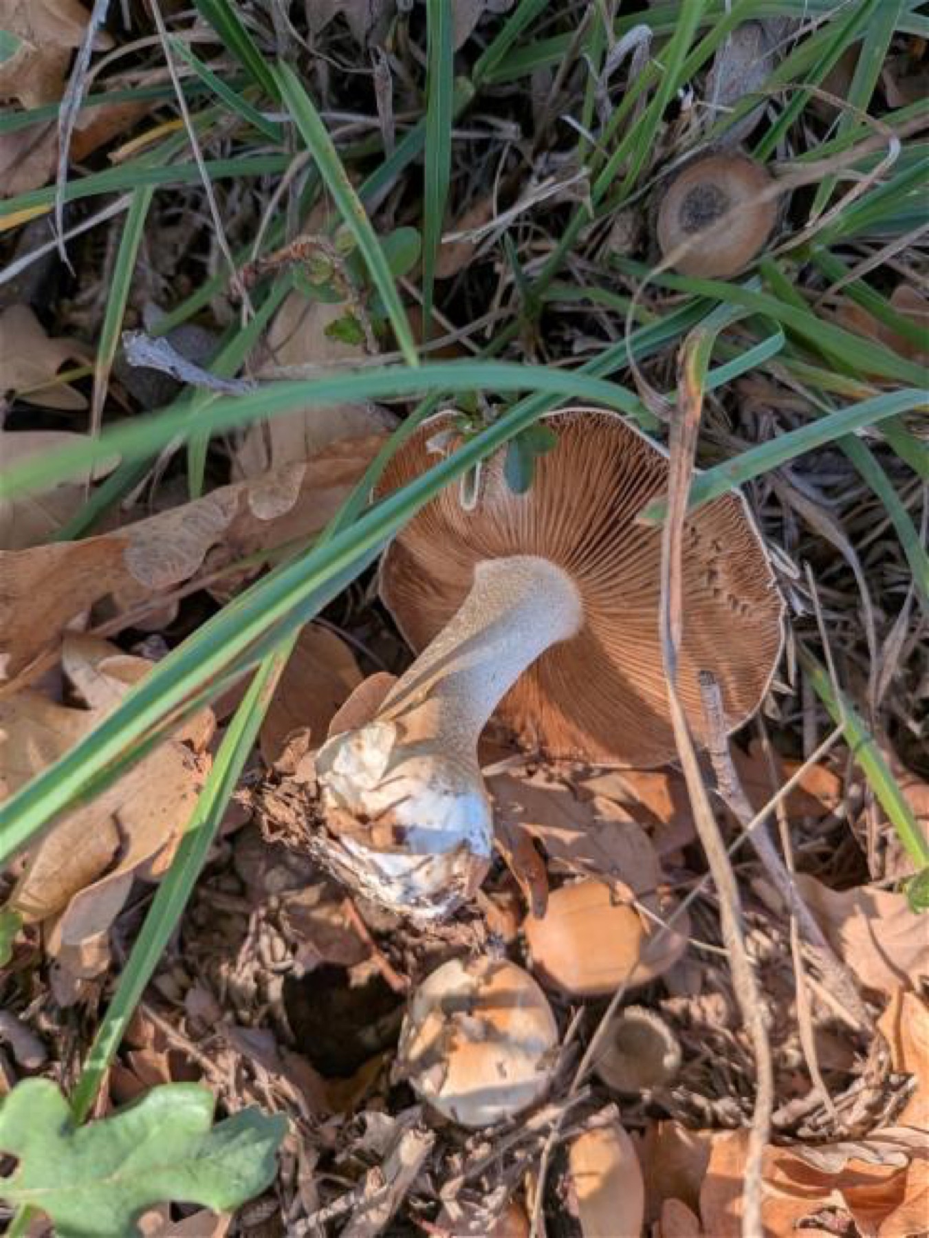 Hébélome échaudé (Hebeloma crustuliniforme)
