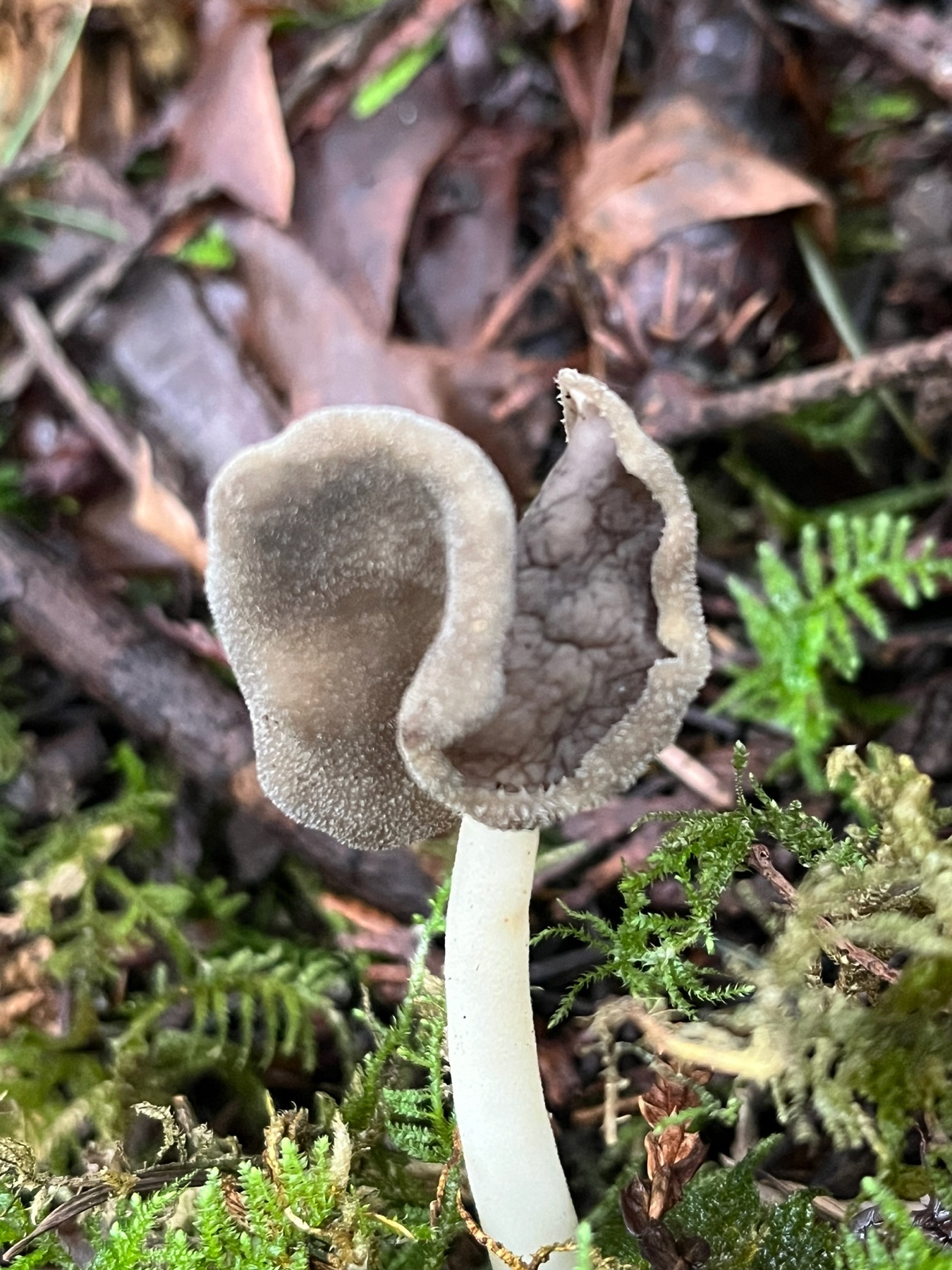 Helvella compressa (Helvella compressa)