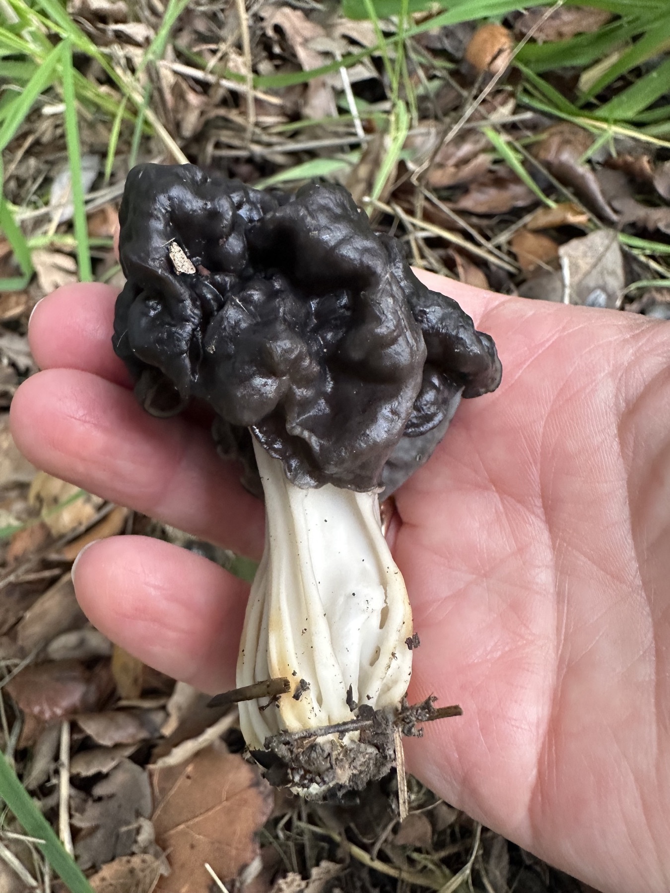 Helvella dryophila (Helvella dryophila)