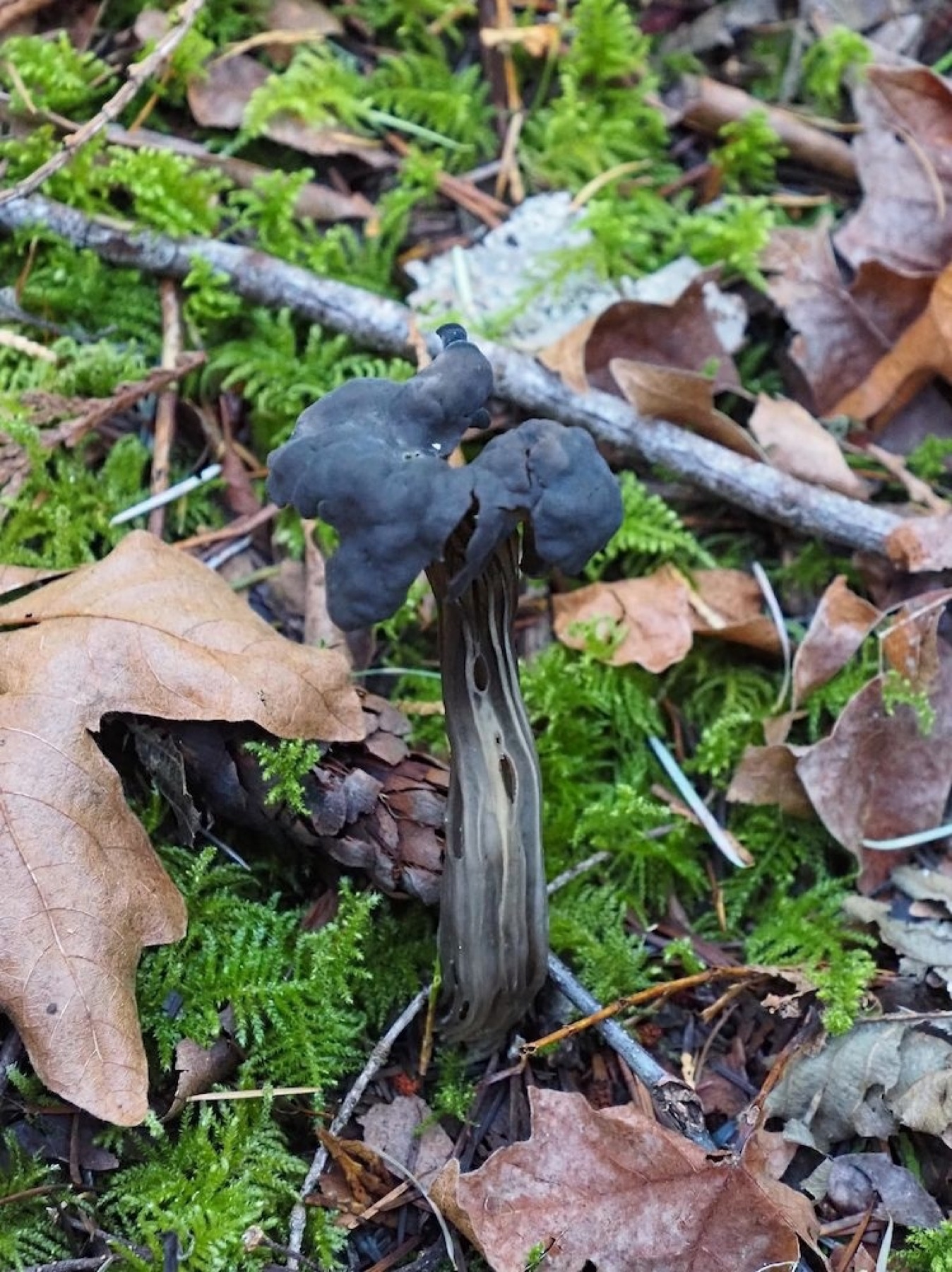 Helvella vespertina (Helvella vespertina)