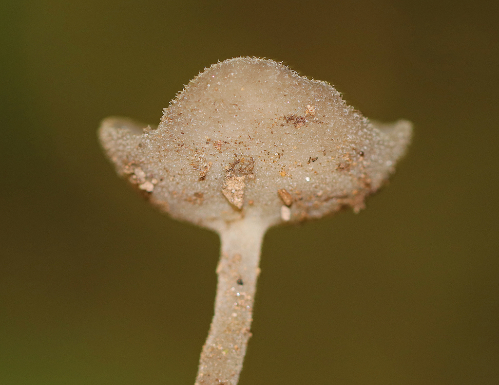 Helvelle à long pied (Helvella macropus)