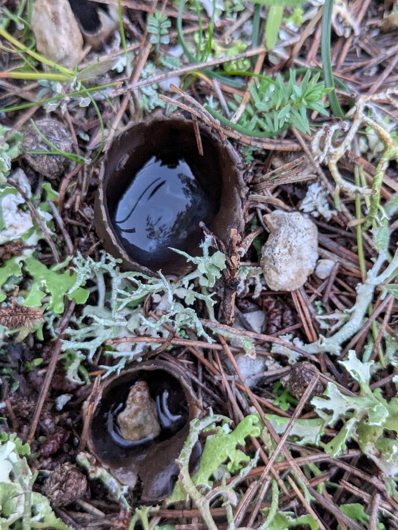 Helvelle blanche et noire (Dissingia leucomelaena)