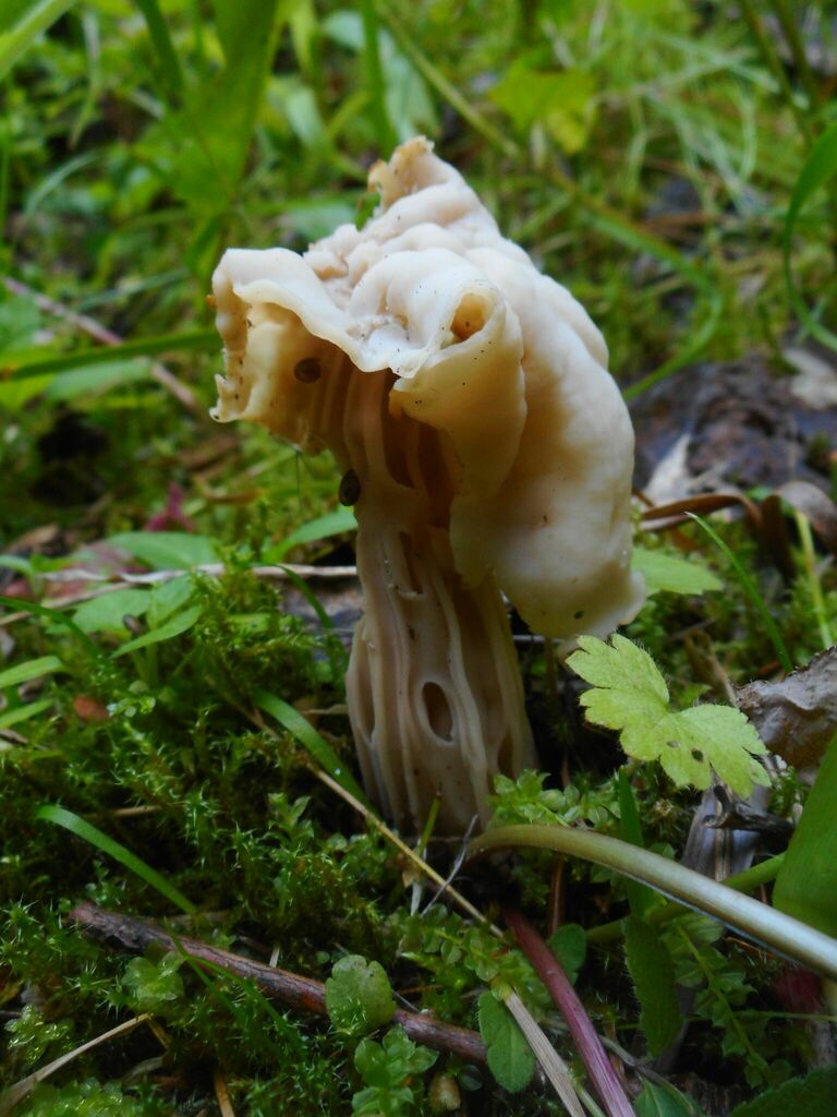 Helvelle crépue (Helvella crispa)