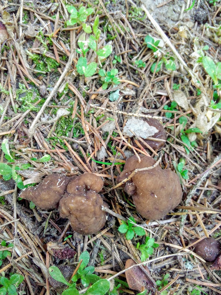 Helvelle élastique (Helvella elastica)