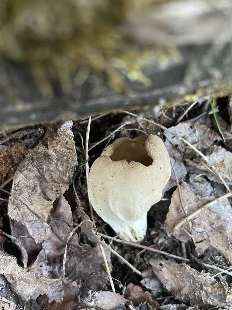 Helvelle en gobelet (Helvella acetabulum)