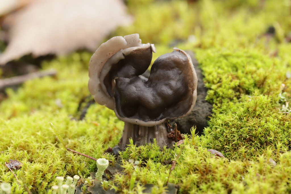 Helvelle lacuneuse (Helvella lacunosa)
