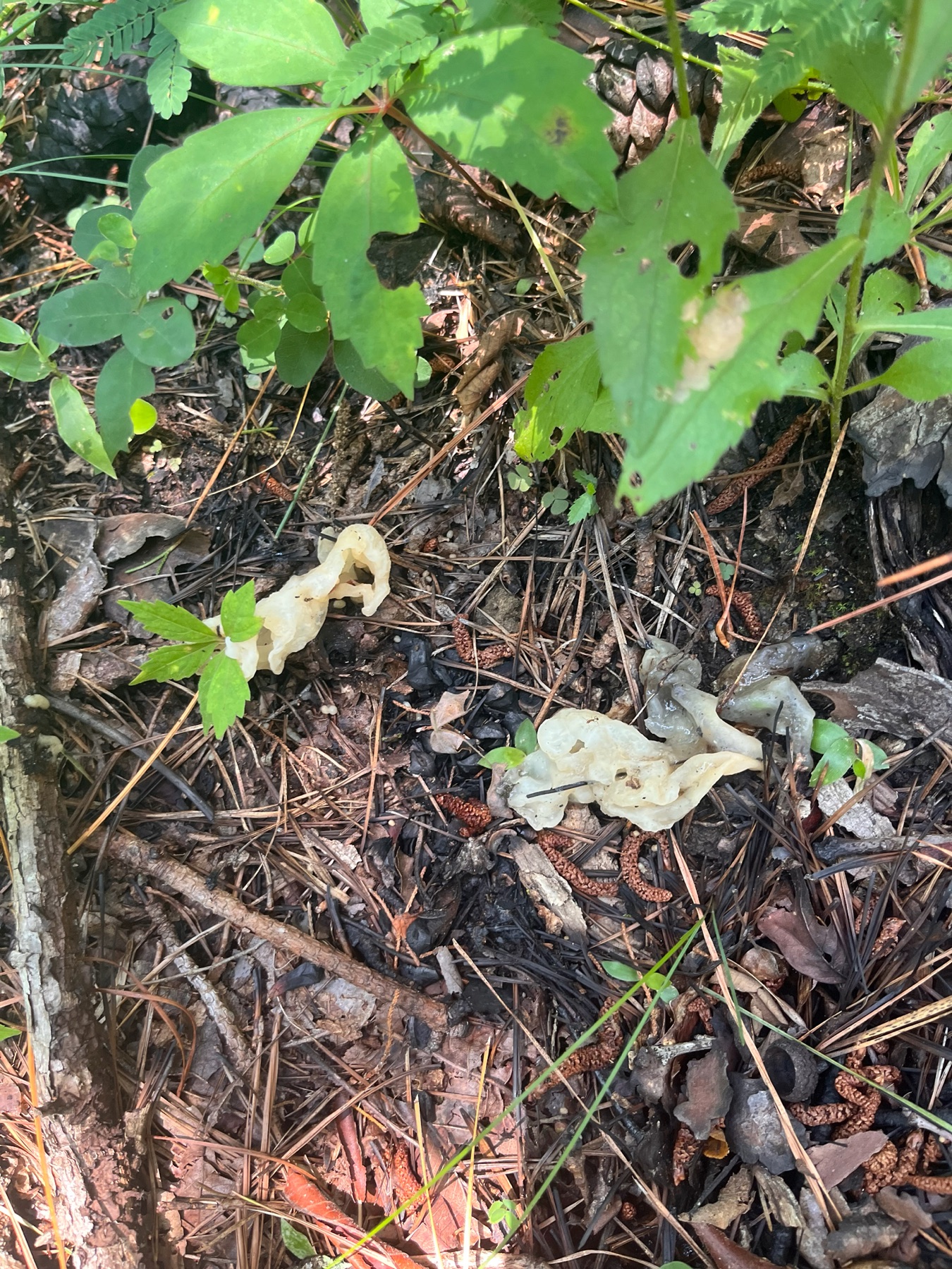 Helvellosebacina concrescens (Helvellosebacina concrescens)