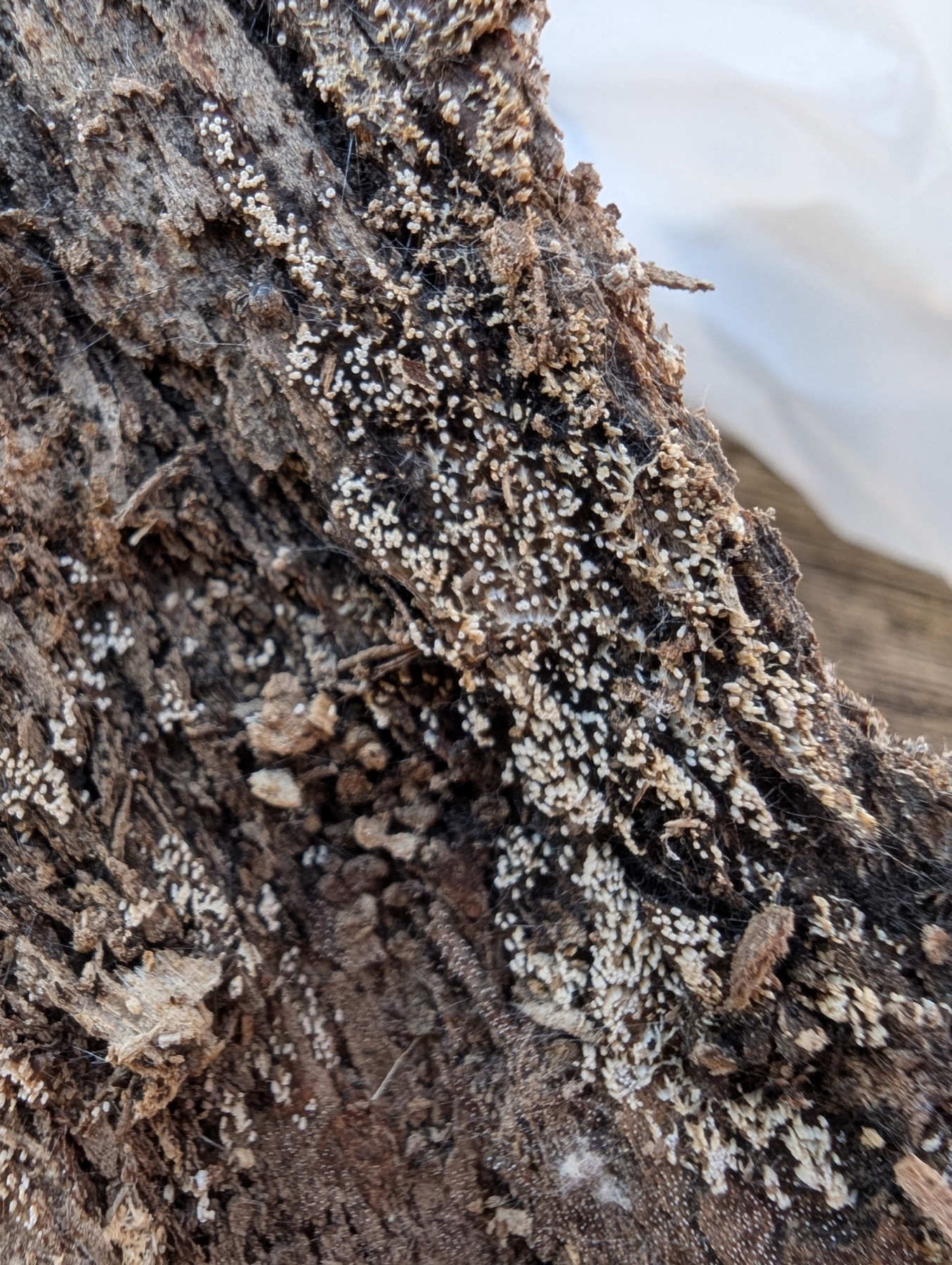 Henningsomyces candidus (Henningsomyces candidus)