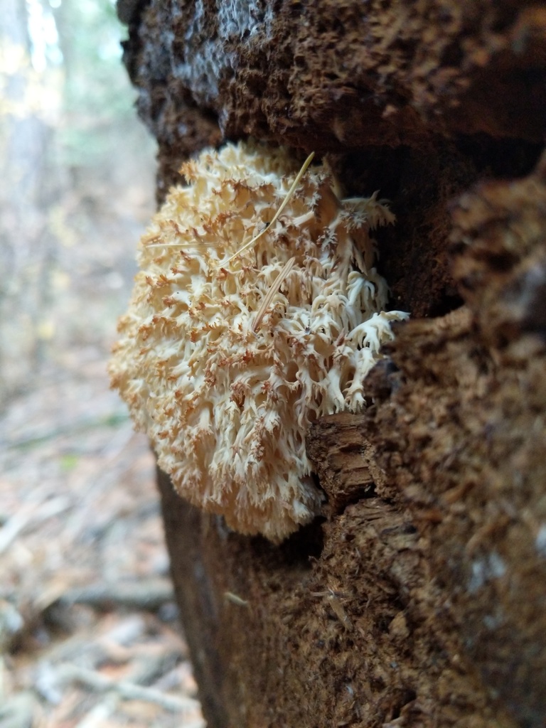 Hericium abietis (Hericium abietis)