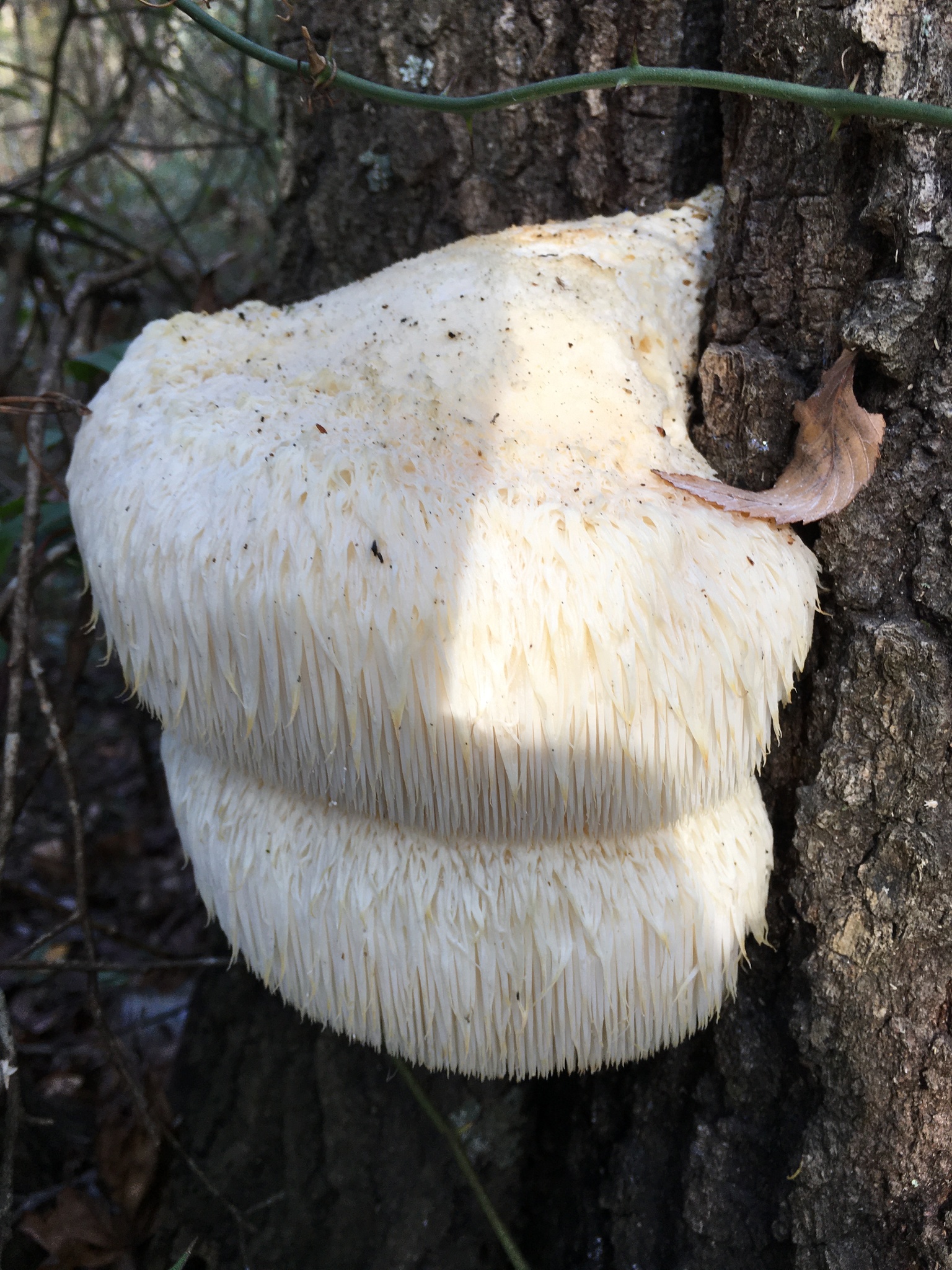 Hydne hérisson (Hericium erinaceus)