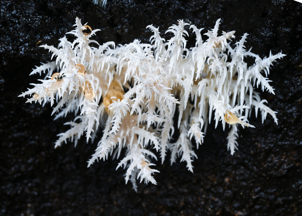 Hericium novae-zealandiae (Hericium novae-zealandiae)