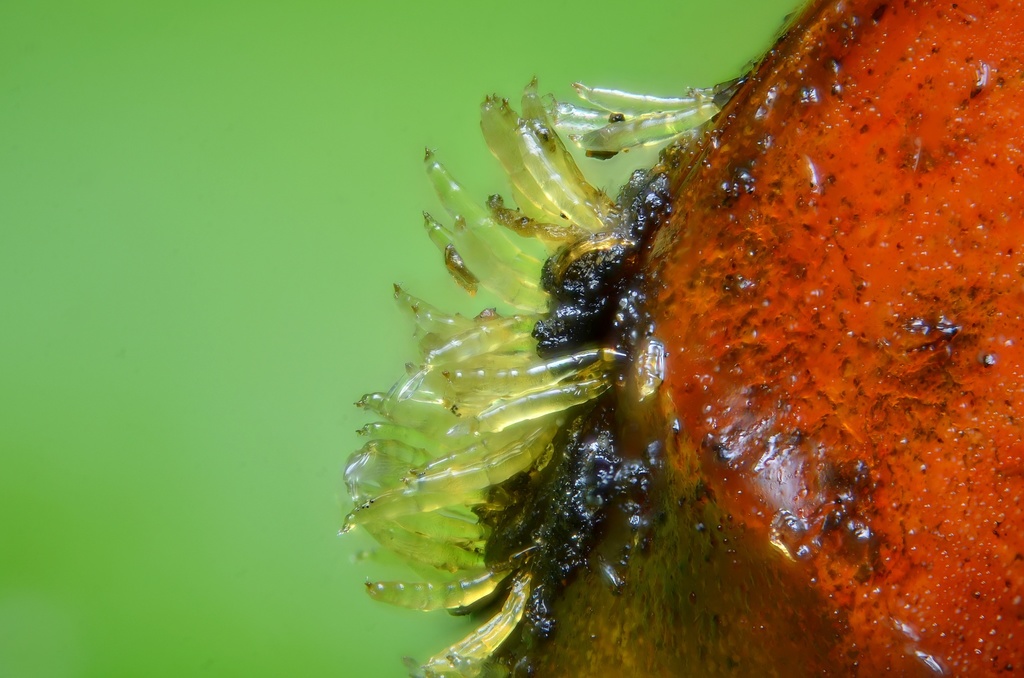 Hesperomyces harmoniae (Hesperomyces harmoniae)