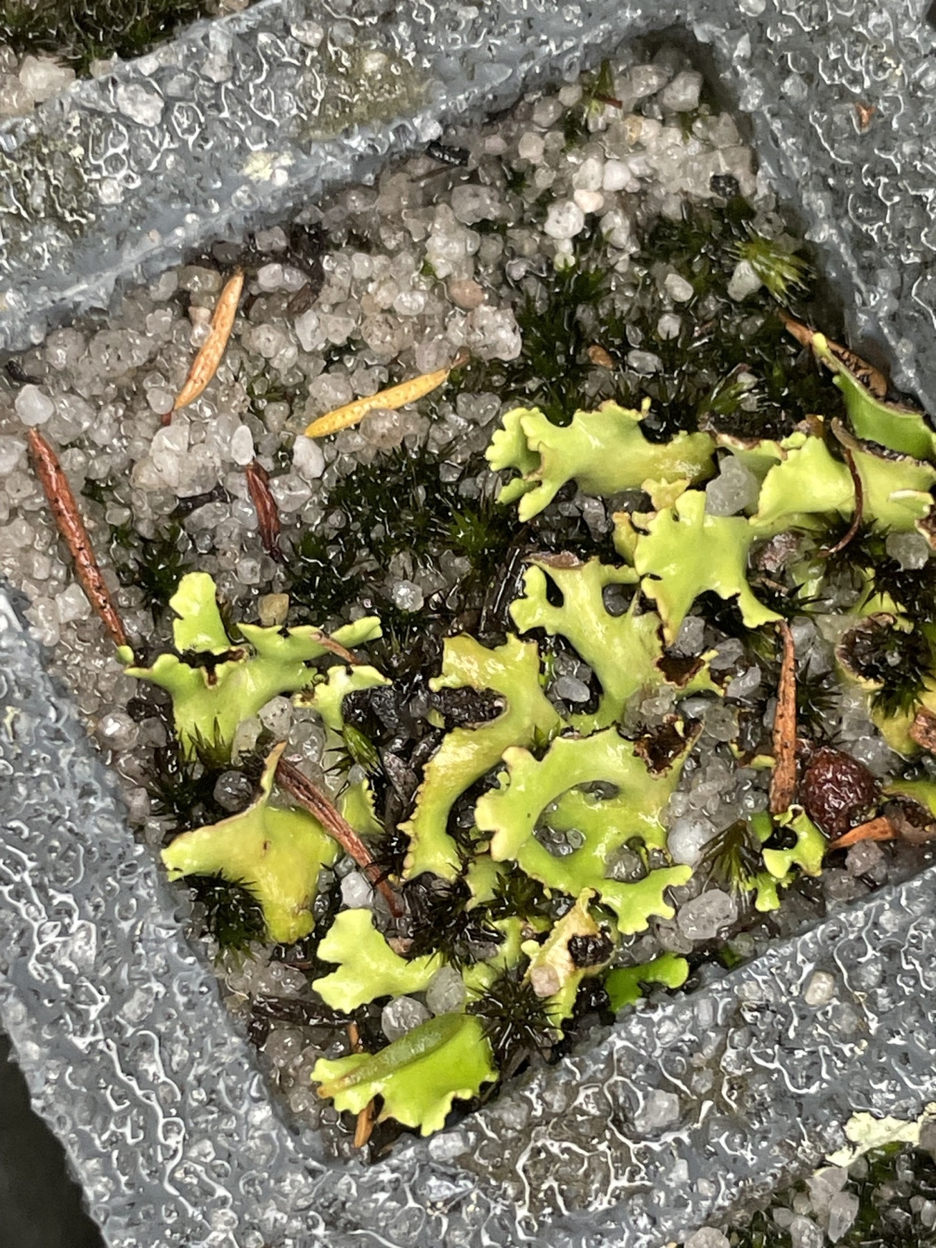 Heterodea muelleri (Heterodea muelleri)