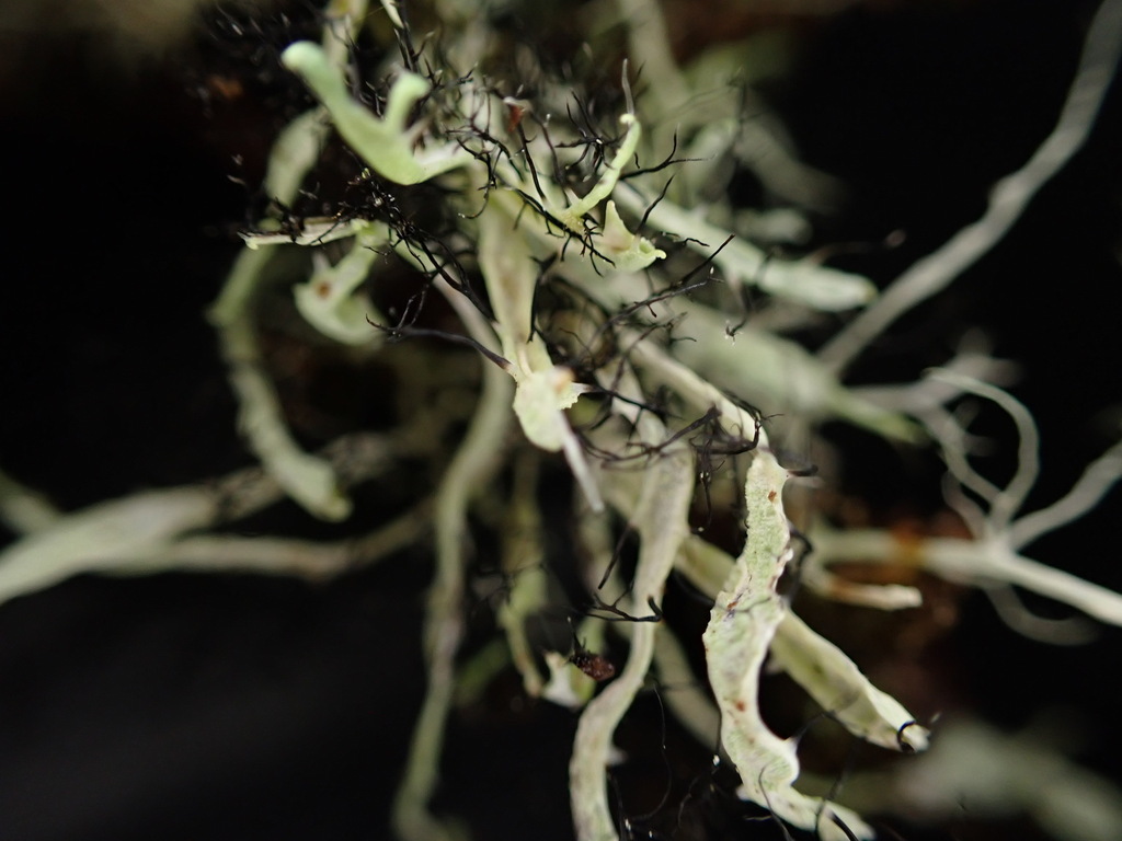Heterodermia leucomelos (Heterodermia leucomelos)
