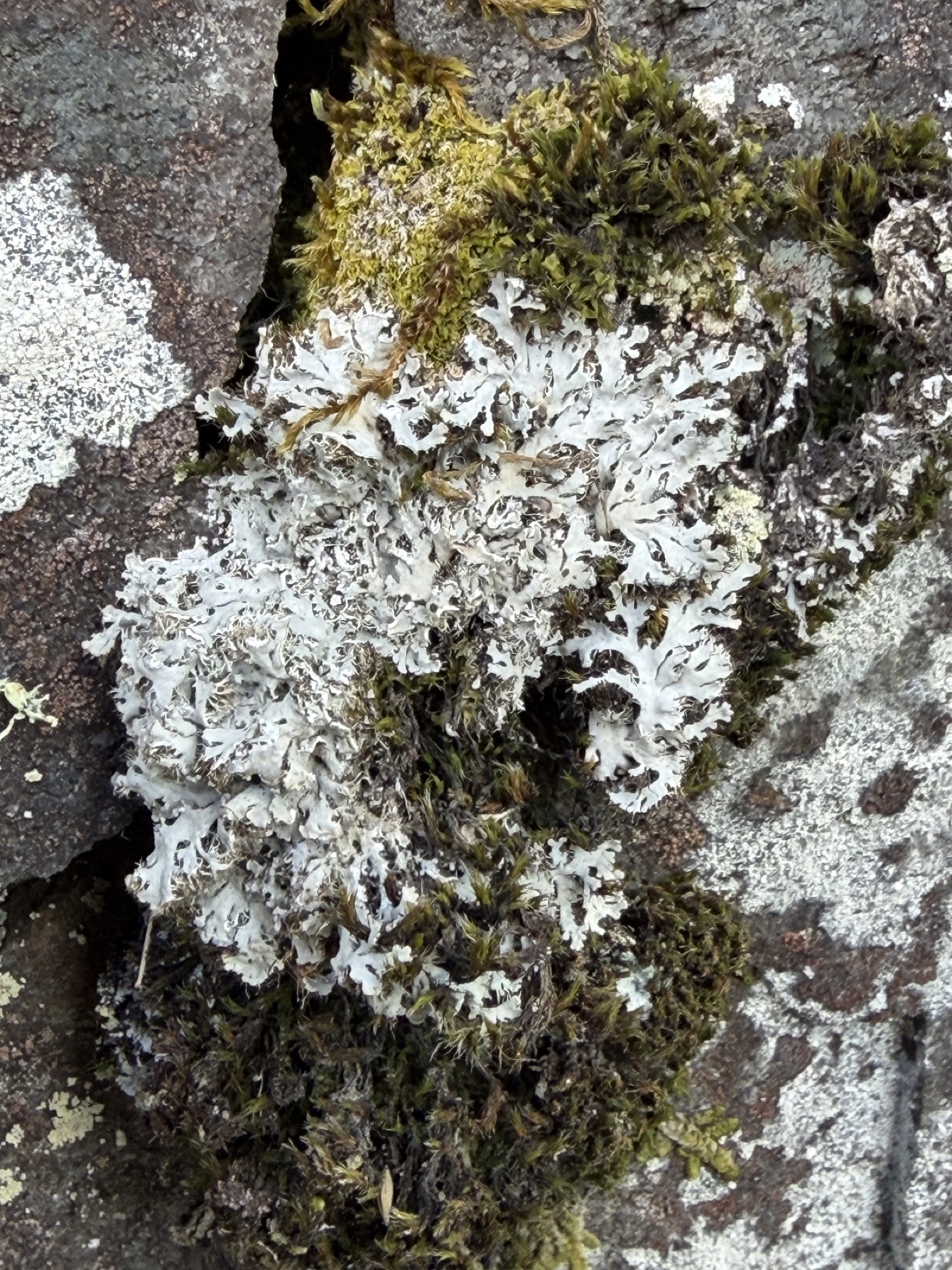 Hétérodermie voyante (Heterodermia speciosa)