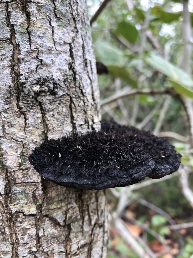 Hexagonia hydnoides (Hexagonia hydnoides)