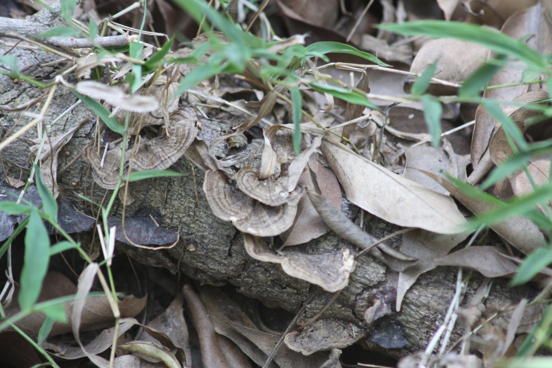 Hexagonia tenuis (Hexagonia tenuis)