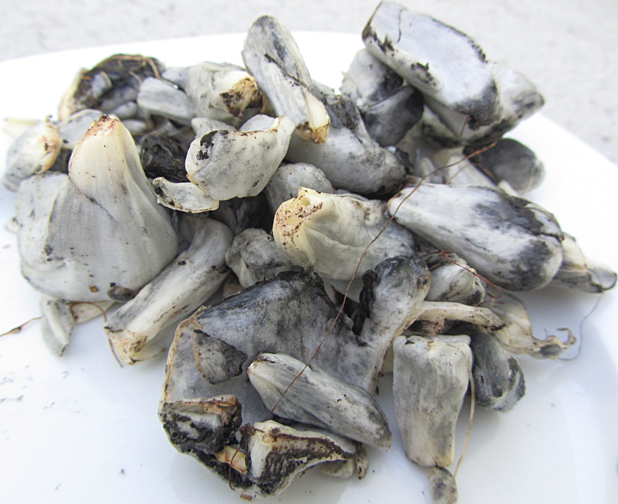 Huitlacoche (Ustilago maydis)