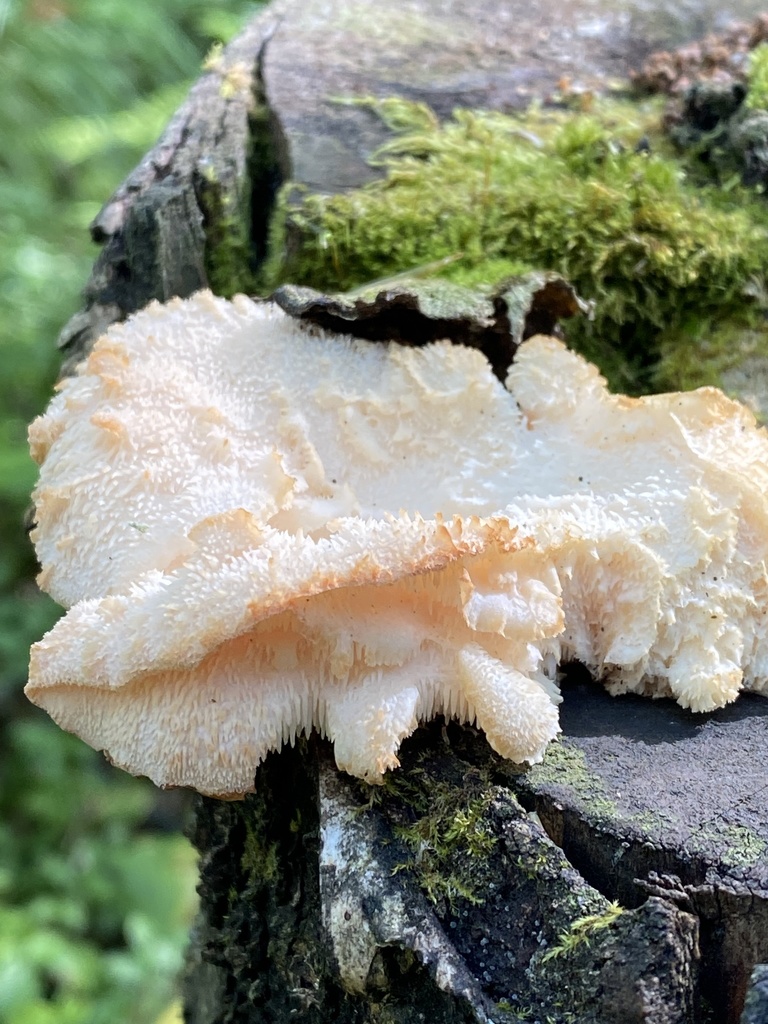 Hydne cirrate (Hericium cirrhatum)