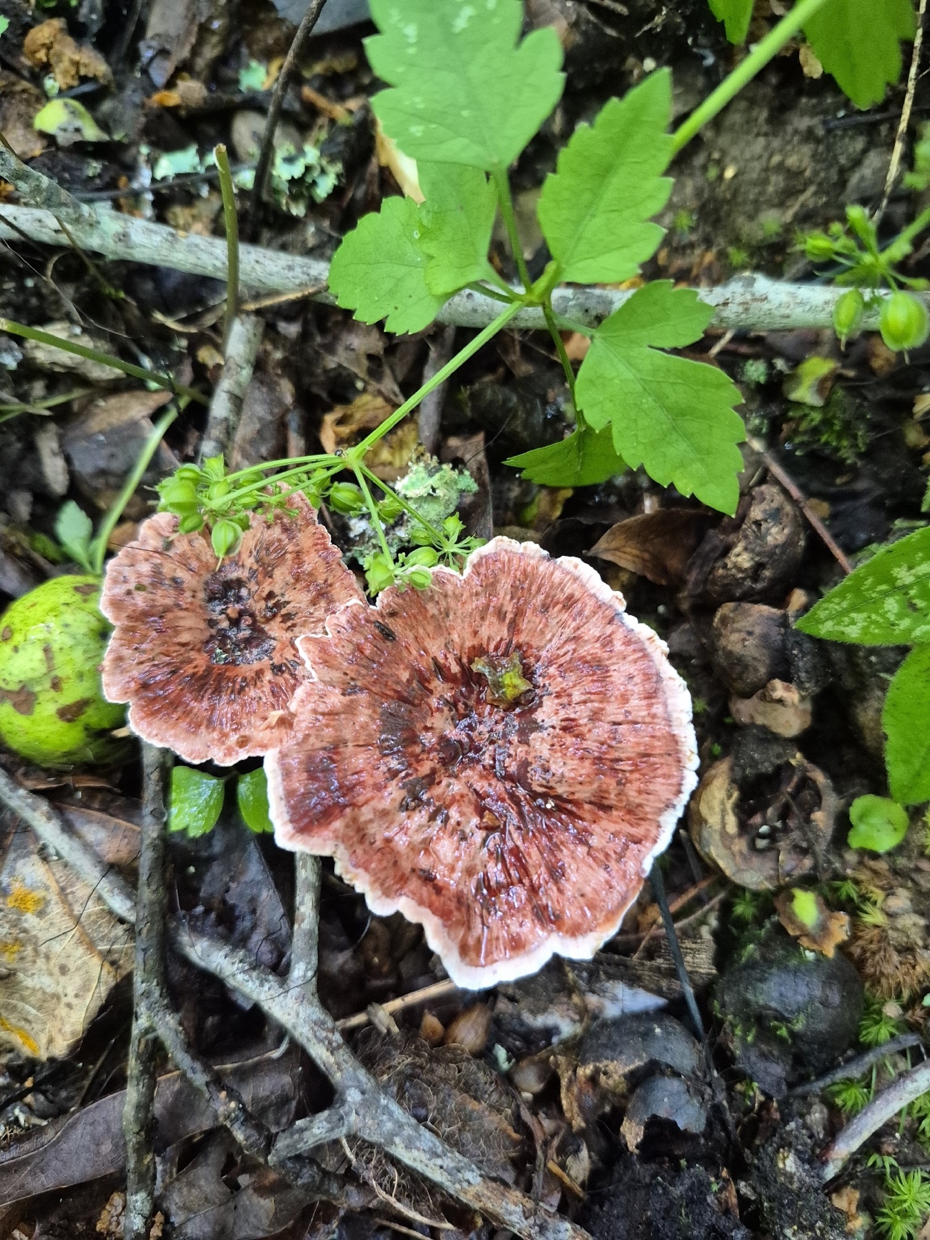 Hydne concrescent (Hydnellum concrescens)