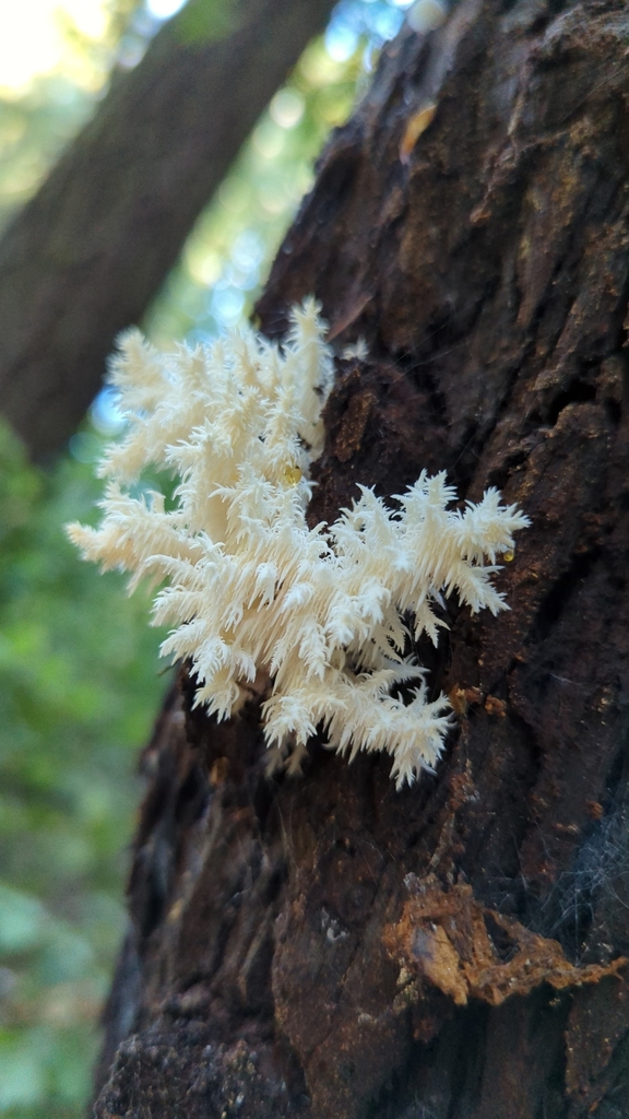 Hydne corail (Hericium coralloides)