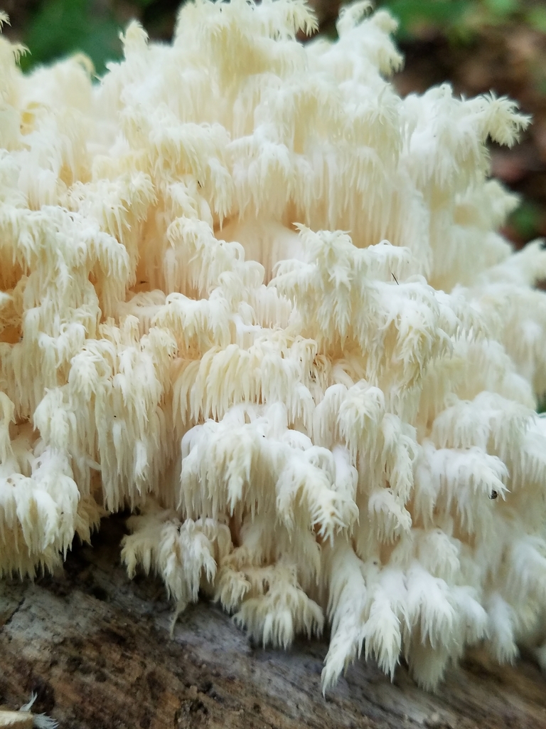 Hydne d'Amérique (Hericium americanum)