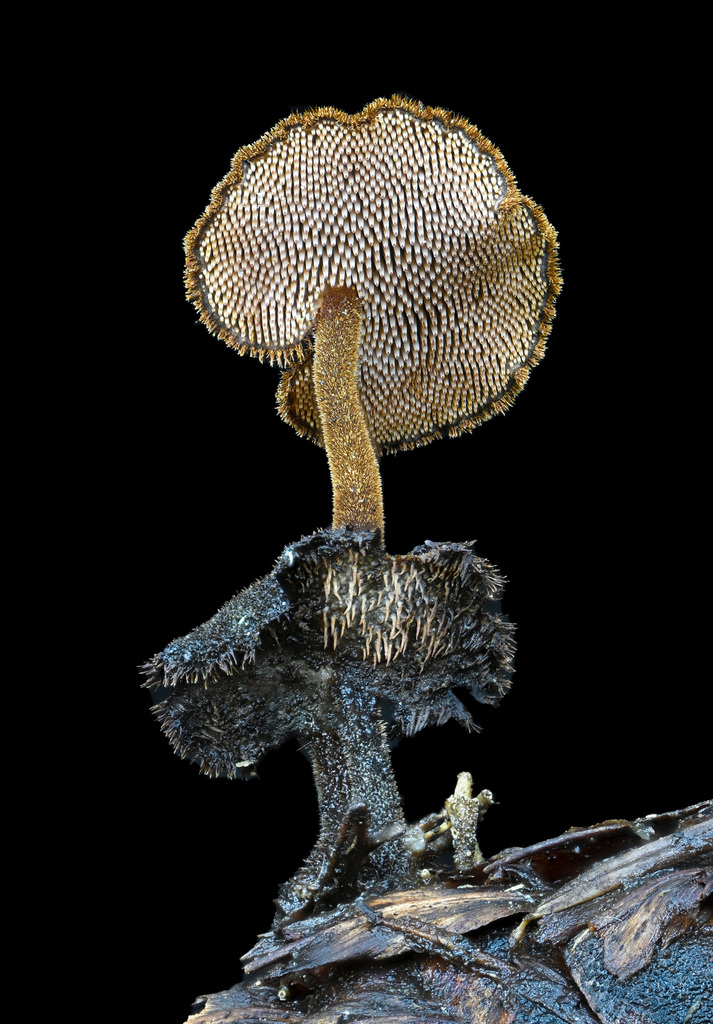 Hydne des cônes (Auriscalpium vulgare)