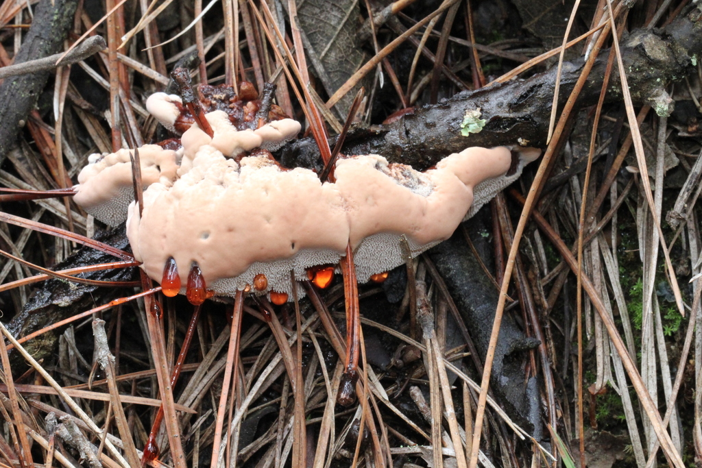 Hydnelle ferrugineux (Hydnellum ferrugineum)