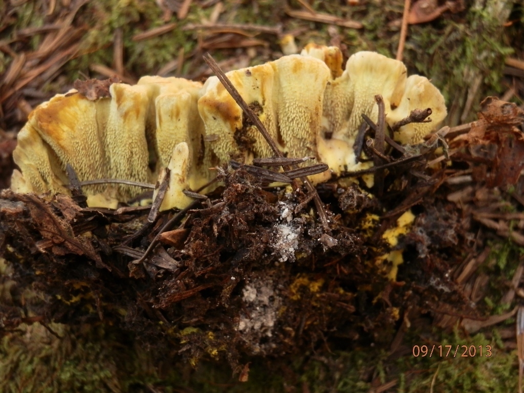 Hydnelle jaune soufre (Hydnellum geogenium)