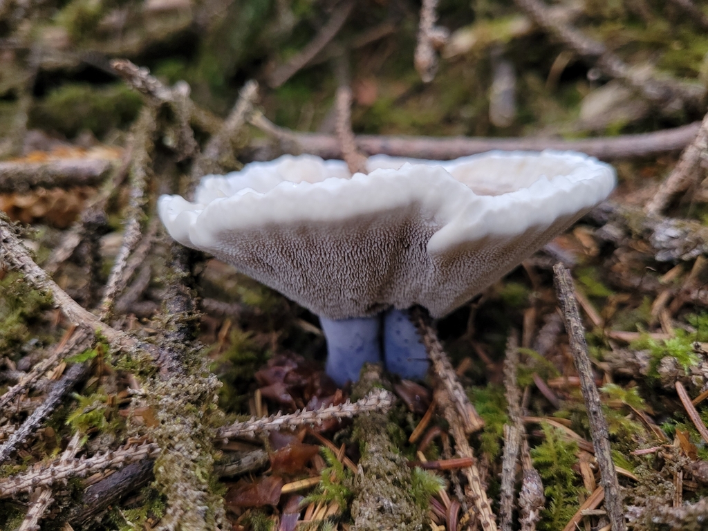 Hydnelle odorant (Hydnellum suaveolens)