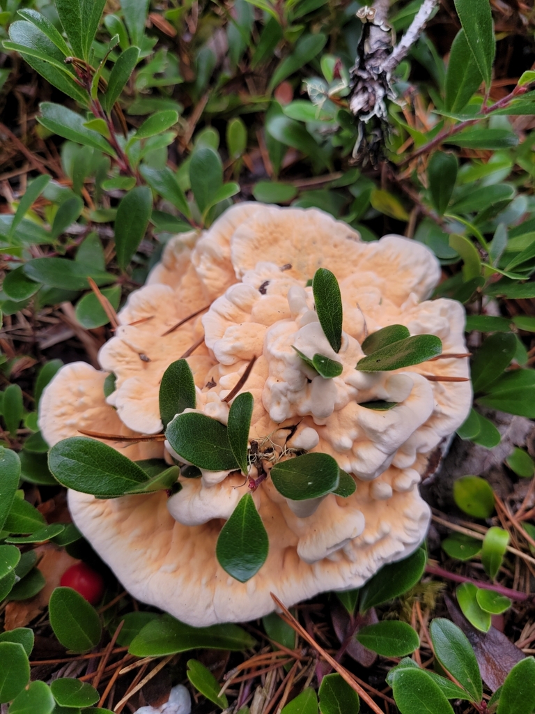 Hydnelle orange (Hydnellum aurantiacum)
