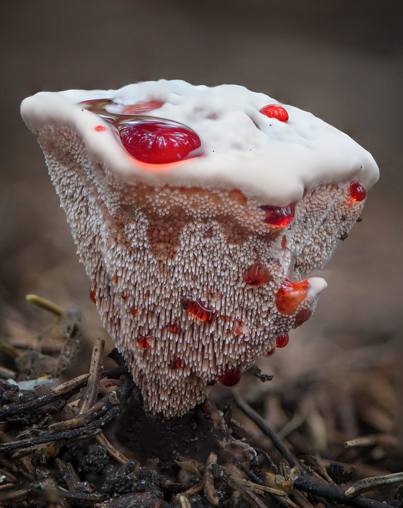 Hydnelle saignant (Hydnellum peckii)