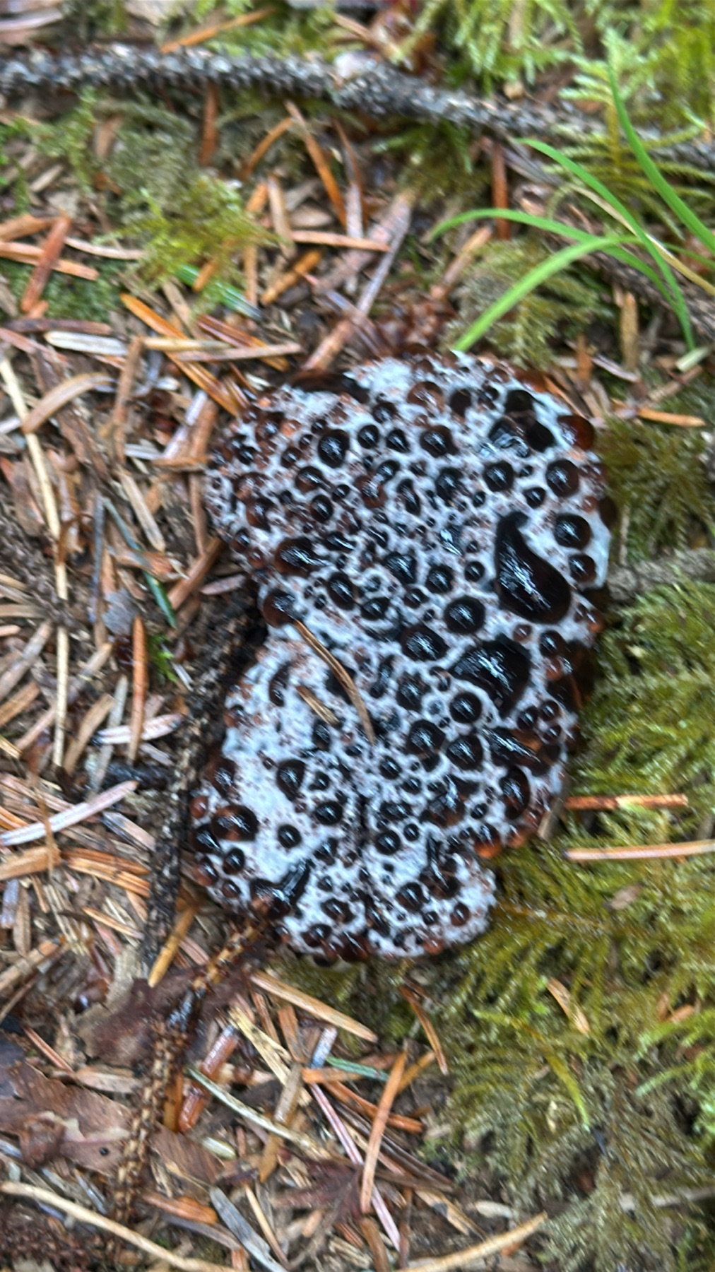 Hydnellum cyanopodium (Hydnellum cyanopodium)