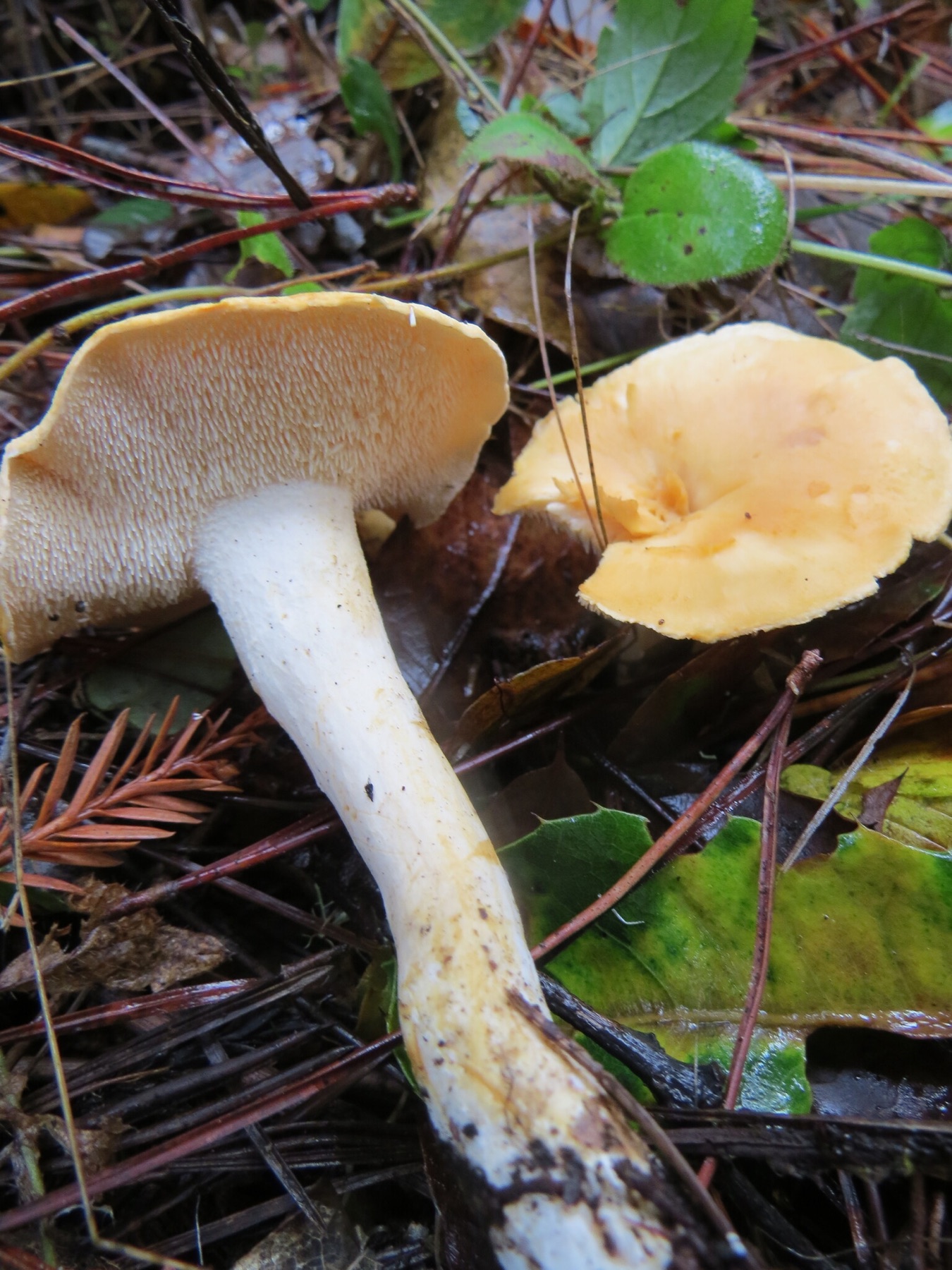 Hydnum oregonense (Hydnum oregonense)