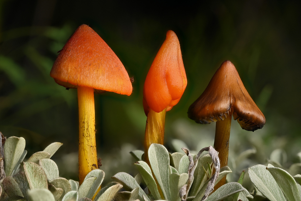 Hygrocybe conique (Hygrocybe conica)