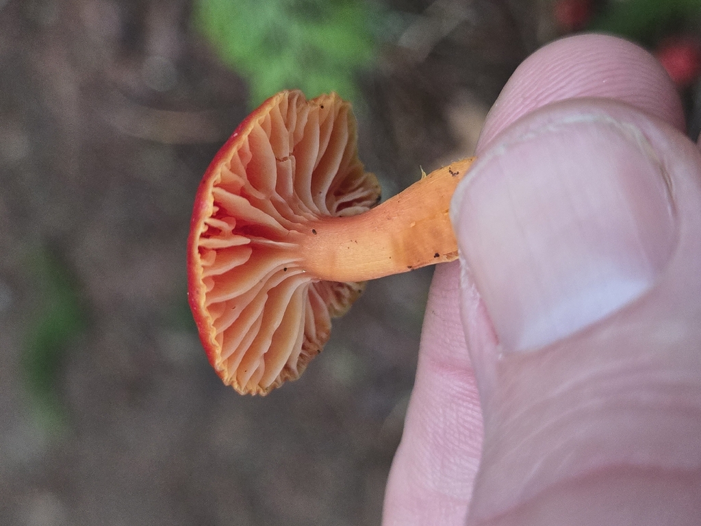 Hygrocybe écarlate (Hygrocybe coccinea)