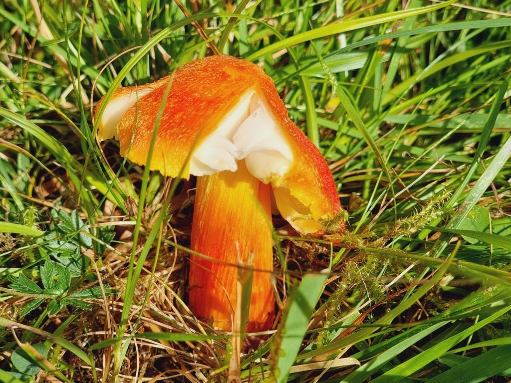 Hygrocybe intermédiaire (Hygrocybe intermedia)