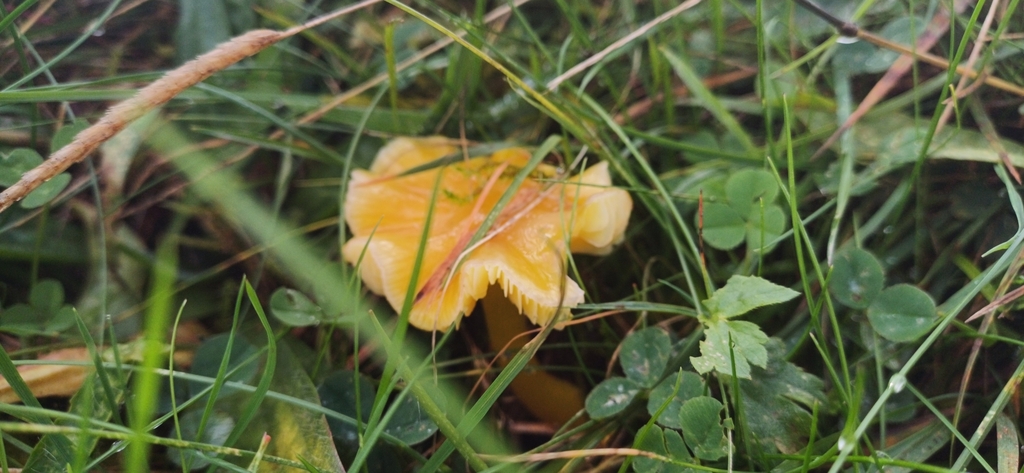 Hygrocybe jaune (Hygrocybe chlorophana)