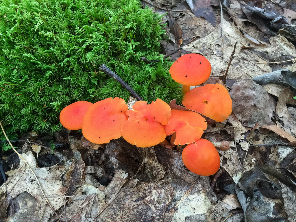 Hygrocybe miniature (Hygrocybe miniata)
