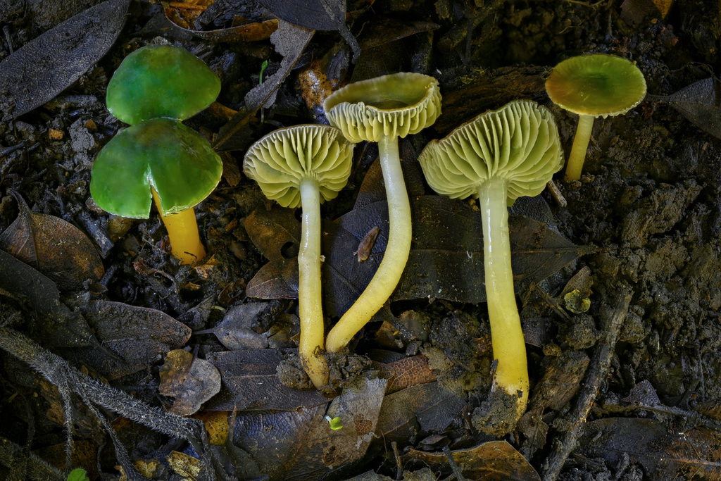 Hygrocybe perroquet (Gliophorus psittacinus)