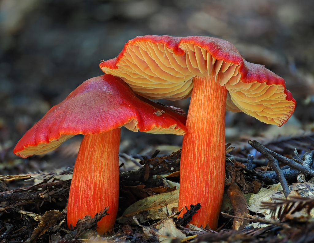 Hygrocybe ponceau (Hygrocybe punicea)
