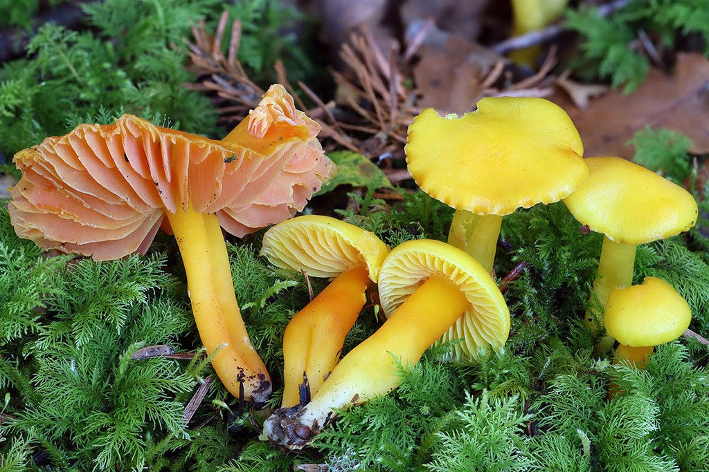 Hygrocybe tranquille (Hygrocybe quieta)