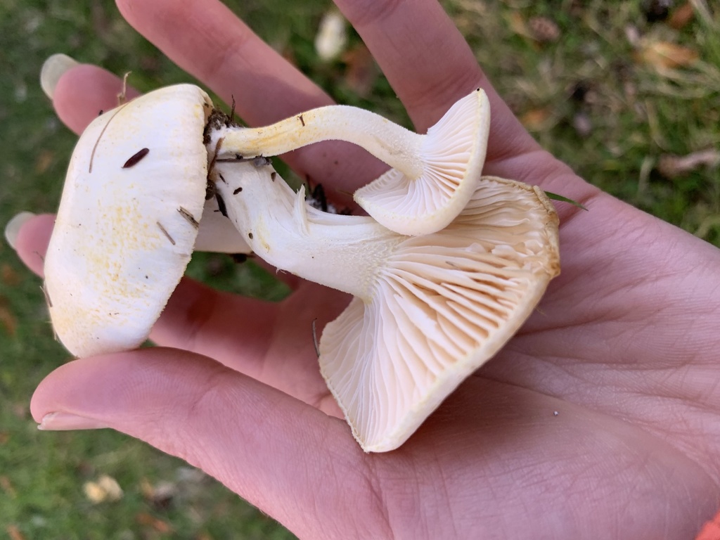 Hygrophore à dents jaunes (Hygrophorus chrysodon)