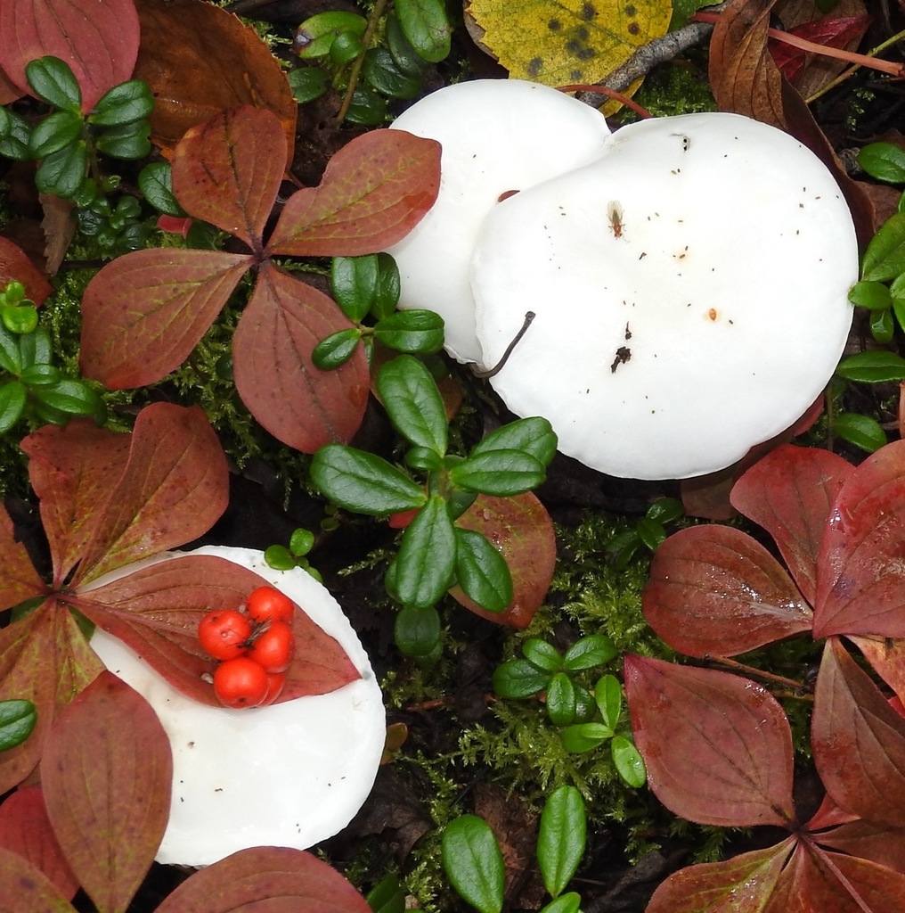 Hygrophore blanc d’ivoire (Hygrophorus eburneus)