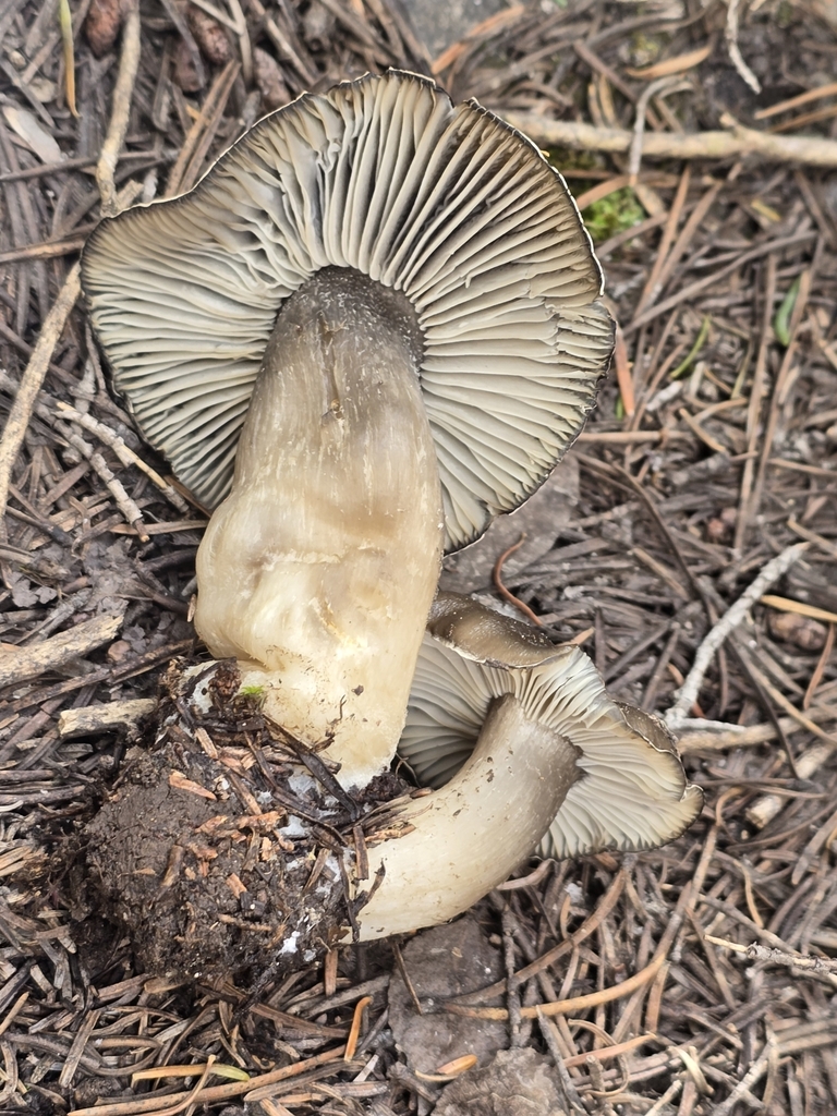 Hygrophore de mars (Hygrophorus marzuolus)