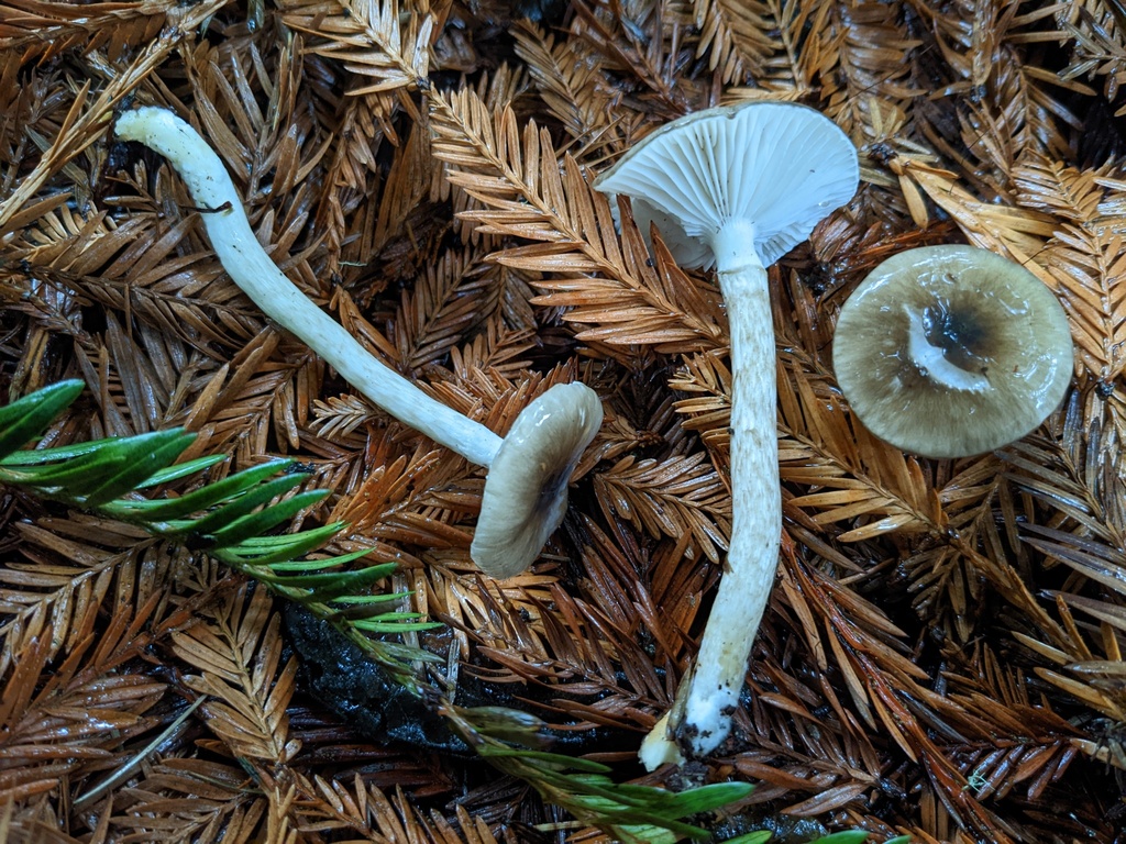 Hygrophore à disque olive (Hygrophorus olivaceoalbus)