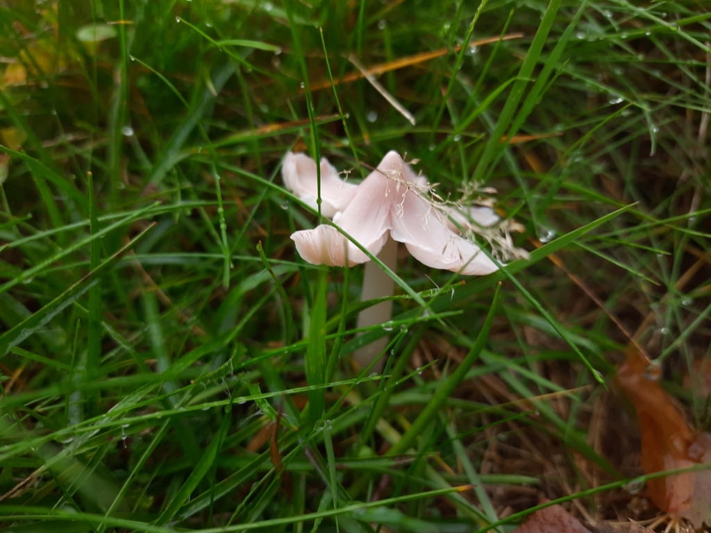Hygrophore en capuchon (Porpolomopsis calyptriformis)