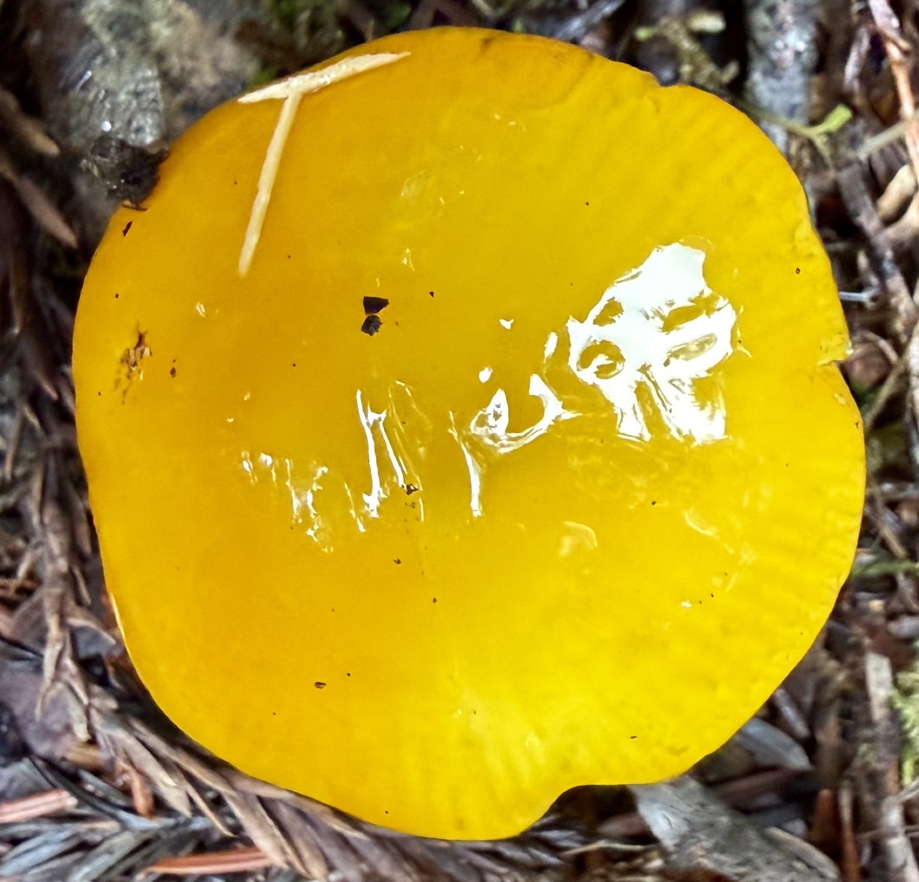 Hygrophore jaunâtre (Hygrocybe flavescens)