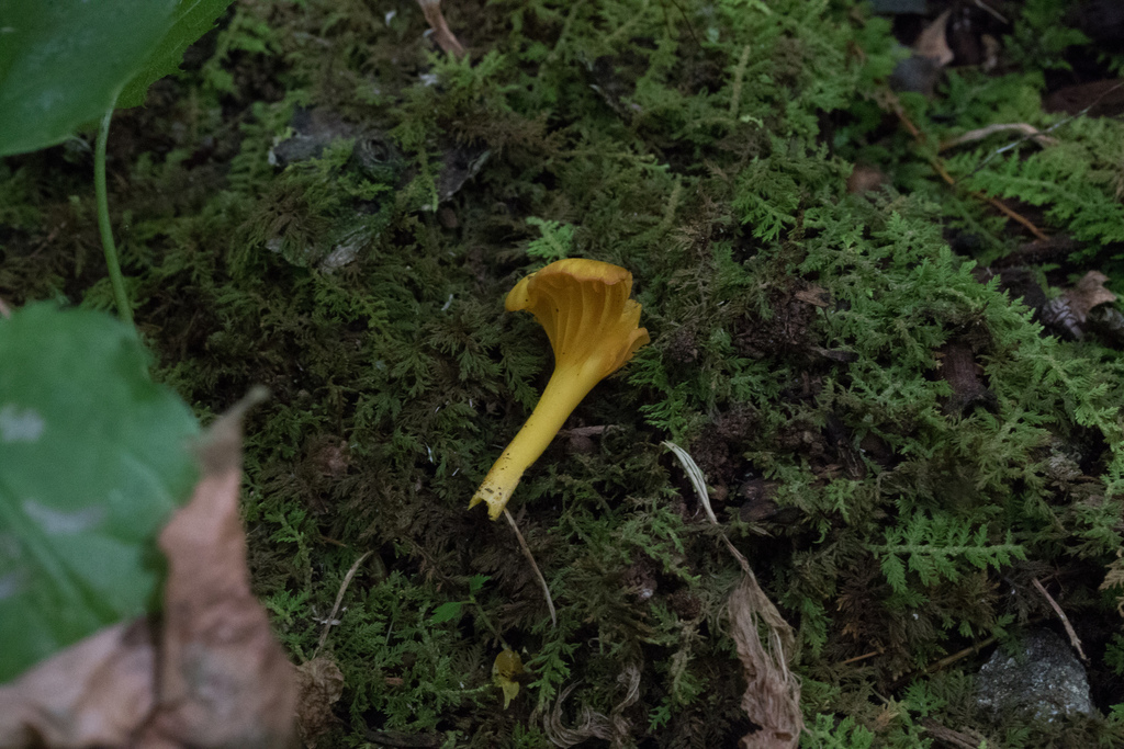 Hygrophore luisant (Gloioxanthomyces nitidus)