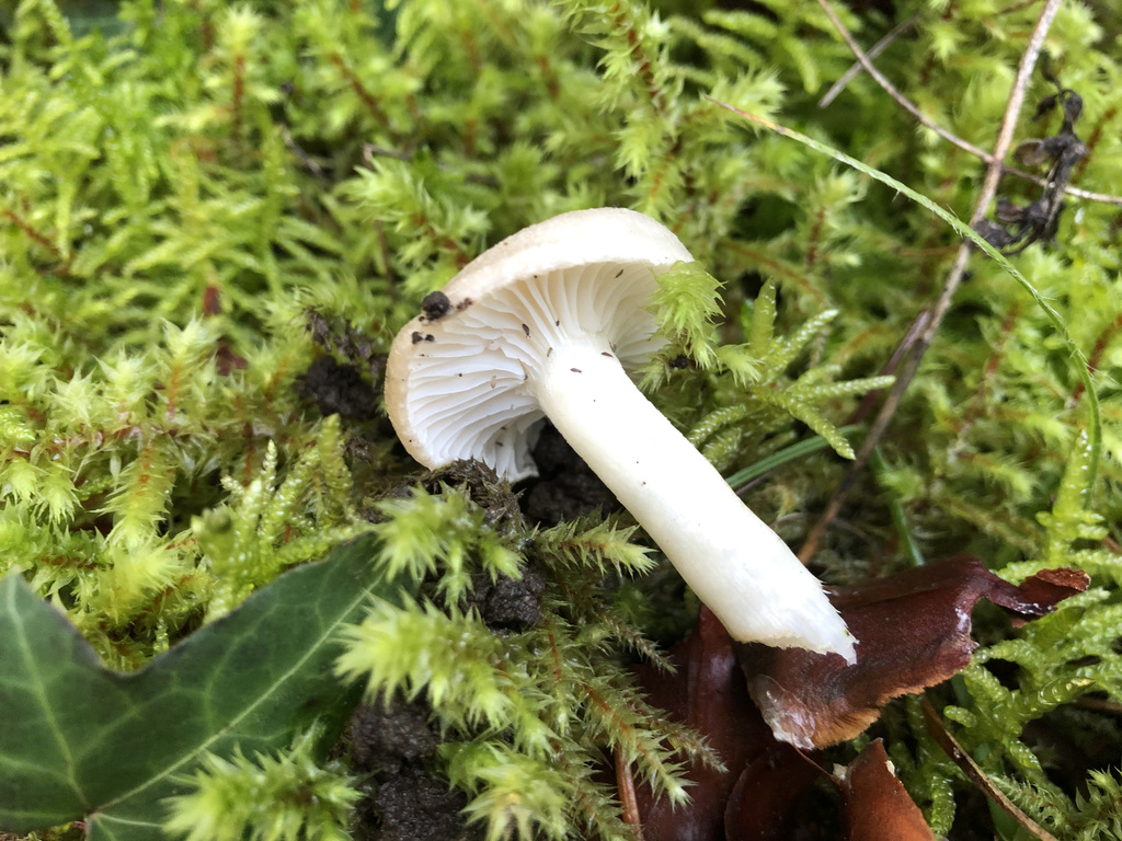 Hygrophore odorant (Hygrophorus agathosmus)